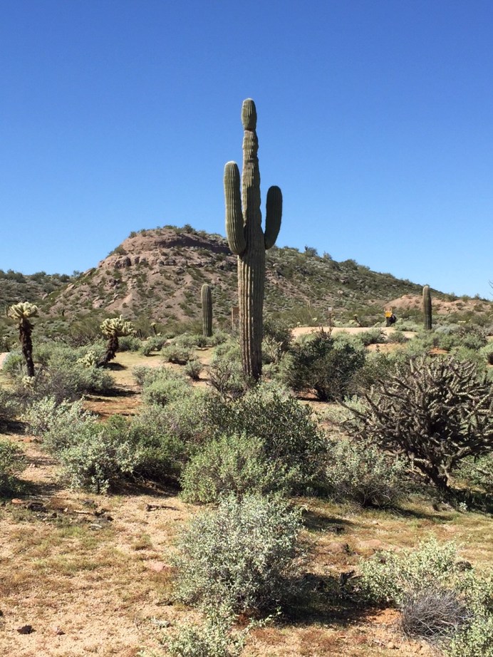 2015-02-18 Picket Post 6